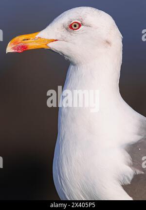 yellow-legged gull, (Larus cachinnans atlantis), head portrait close lateral view, in Tenerife, Canary islands Stock Photo