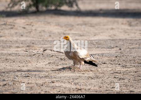 A group of Egyptian vultures perched on top of a tree branch inside Jorbeer conservation area during a wildlife safari Stock Photo