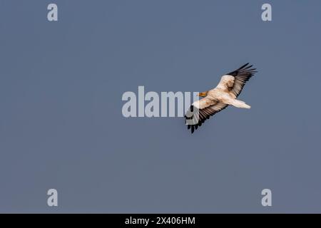 An Egyptian vulture flying away from carcass inside Jorbeer conservation area during a wildlife safari Stock Photo