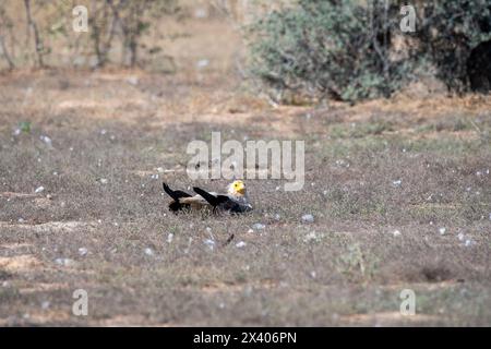 A group of Egyptian vultures perched on top of a tree branch inside Jorbeer conservation area during a wildlife safari Stock Photo