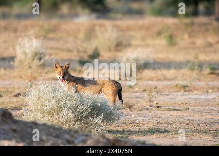 An Indian jackal wondering around in the desert on the outskirts of Bikaner city in Rajasthan during a birding trip in the area Stock Photo