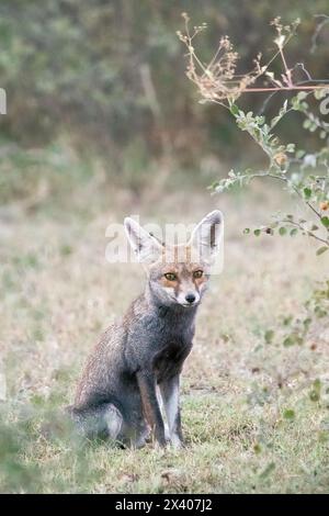 Indian Desert fox resting in the shade of a bush inside Tal chappar blackbuck sanctuary during a wildlife safari Stock Photo