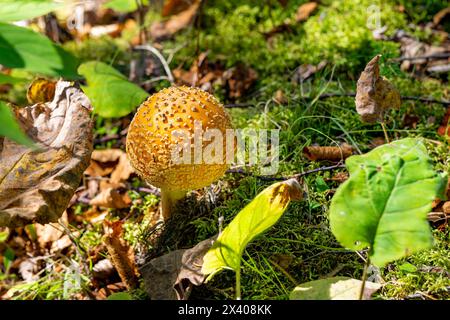 A large yellow-orange American fly agaric mushroom next to leaves and other natural vegetation in a Minnesota forest wilderness. This toadstool with o Stock Photo