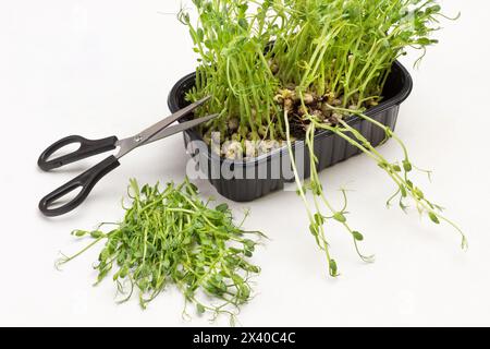 Microgreen pea sprouts in black plastic container. Scissors on container. Cut sprouts on table. White background. Top view Stock Photo