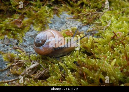 Grove snail on Common striated feather-moss, growing on a rock Stock Photo