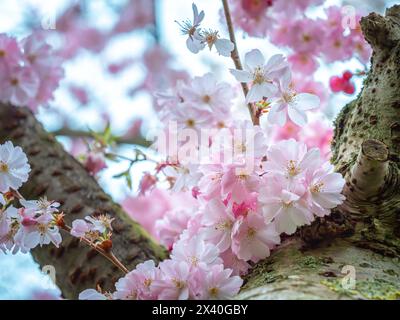 Light pink cherry flowers on a tree trunk. Close-up, blurred background. Cherry blossoms. Stock Photo