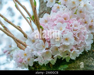 Cherry tree with cherry blossoms. Low angle view, close-up. Stock Photo