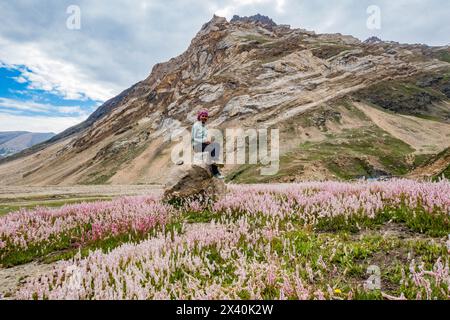 Beautiful Himalayan bistort wildflowers in the beautiful Warwan Valley, Pir Panjal Range, Kashmir, India Stock Photo