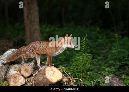 Close-up of a red fox standing on tree logs in a forest Stock Photo