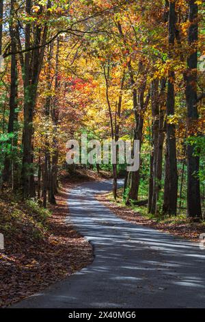 Vibrant autumn colours on the trees along a hiking path in Cades Cove in Great Smoky Mountains National Park; Tennessee, United States of America Stock Photo