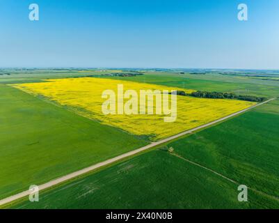 Aerial view of flowering canola field surrounding by green fields of grain with blue sky, east of Langdon, Alberta, Canada; Alberta, Canada Stock Photo