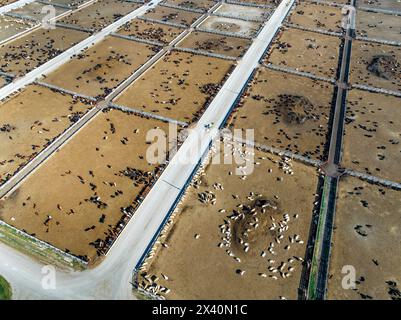 Panoramic aerial view of a cattle stockyard on the Canadian prairies with a blue sky, East of Langdon, Alberta, Canada; Alberta, Canada Stock Photo