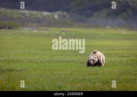 A brown bear pauses on the sedge flats near McNeil River, Alaska. Brown bears gather in the area each spring and early summer to feed heavily on nutri Stock Photo