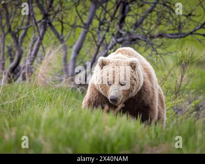 A brown bear, Ursus arctos, encountered near the sedge flats near McNeil River, Alaska. Brown bears feed heavily on nutritious sedges each spring and Stock Photo
