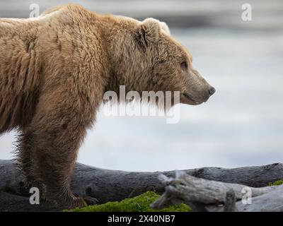 Brown bear (Ursus arctos) pauses on a spit extending into southwestern Alaska's McNeil Cove; Alaska, United States of America Stock Photo