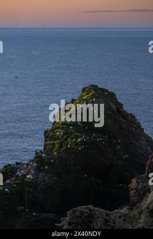 Seagulls resting on a coastal rock. Stock Photo
