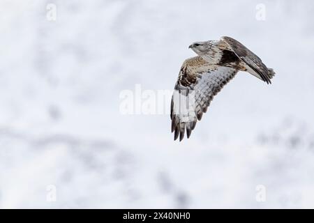 Rough-legged hawk (Buteo lagopus) in flight; Haines Junction, Yukon, Canada Stock Photo