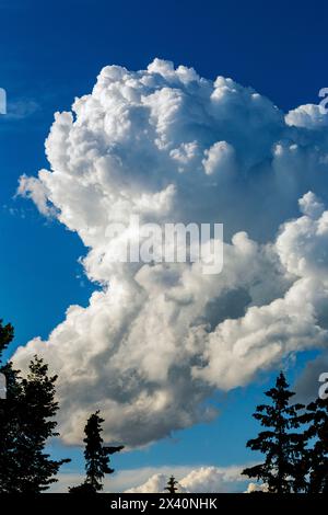 Large storm cloud formation with blue sky and silhouette of trees in the foreground; Calgary, Alberta, Canada Stock Photo