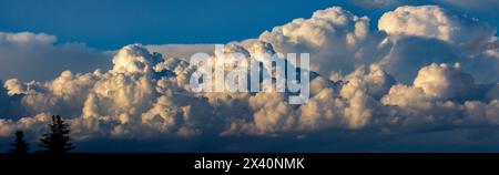 Panorama of storm clouds with silhouette of trees in the foreground; Calgary, Alberta, Canada Stock Photo