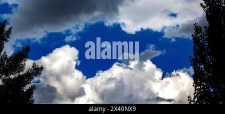 Large fluffy storm clouds with an opening of blue sky and framed by silhouetted trees; Calgary, Alberta, Canada Stock Photo