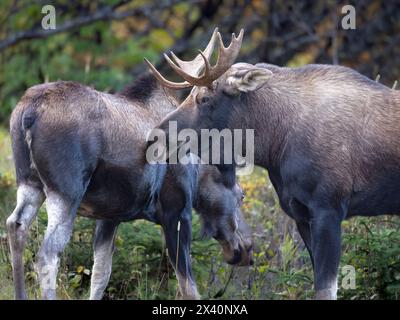 Close-up of a young, 'satellite' bull moose (Alces alces) nuzzling a cow during Alaska's fall rut or breading season. Mature bulls generally win br... Stock Photo