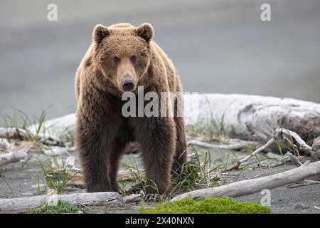 A brown bear, Ursus arctos, walking a sand spit at southwestern Alaska's McNeil Cove pauses to examine the photographer. Stock Photo