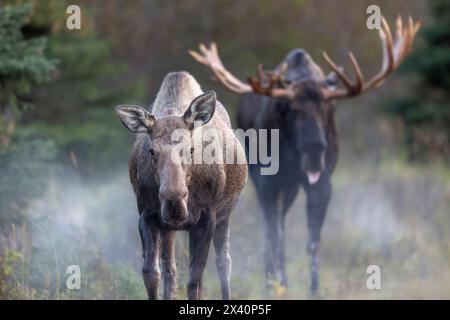 Cow moose (Alces alces gigas) is followed closely by an excited bull moose in Southcentral Alaska during the September "rut," or breeding season. M... Stock Photo