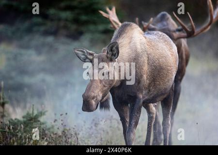 Cow moose (Alces alces gigas) is followed closely by an excited bull moose in Southcentral Alaska during the September "rut," or breeding season. M... Stock Photo