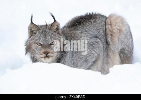 Close up portrait of a Canadian Lynx (Lynx canadensis) in the snow; Haines Junction, Yukon, Canada Stock Photo