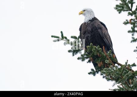 Close-up portrait of a bald eagle (Haliaeetus leucocephalus) looking out from its perch on a tree branch against a washed out sky Stock Photo