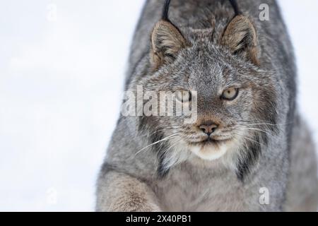 Close up portrait of a Canadian Lynx (Lynx canadensis) in the snow; Haines Junction, Yukon, Canada Stock Photo