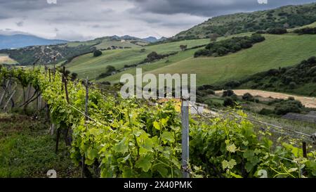 Lush foliage on growing vines in Sardinia; Palau, Sardinia Stock Photo