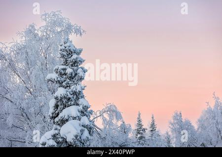 Hoar frost covered trees in the winter at sunset; Anchorage, Alaska, United States of America Stock Photo