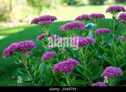 Beautiful Showy Stonecrop, or ice plant, Hylotelephium spectabile or Sedum spectabile, in the shady part of the garden. These flowers are also know as Stock Photo