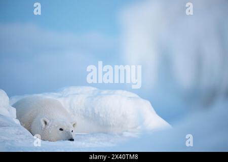 Polar bear (Ursus maritimes) lying down in the snow; Churchill, Manitoba, Canada Stock Photo