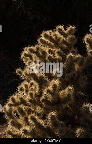 Close-up of a backlit Cholla Cactus (Cylindropuntia fulgida) in Joshua Tree National Forest; Joshua Tree, California, United States of America Stock Photo