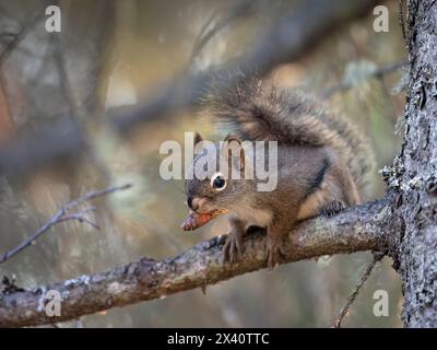 Close-up portrait of a American red squirrel (Tamiasciurus hudsonicus) sitting in a spruce tree and nibbling on a spruce cone in Southcentral Alask... Stock Photo