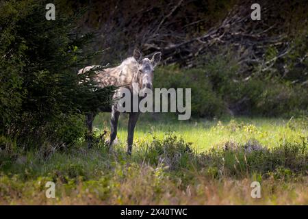 A cow moose (Alces alces) peers out from behind a tree in a sedge meadow on a May morning in Southcentral Alaska; Alaska, United States of America Stock Photo