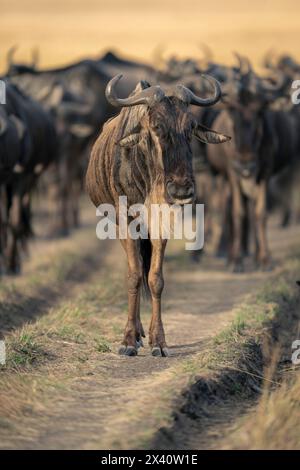 Blue wildebeest (Connochaetes taurinus) stands at head of herd in Serengeti National Park; Tanzania Stock Photo