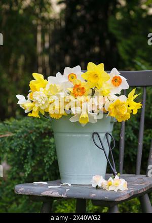 Spring floristic arrangement with fresh colorful and different variety of daffodil flowers in a green enamel bucket on a rustic wooden chair. Stock Photo