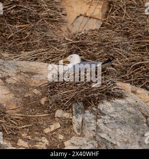 Seagull nesting on a rock; Lake of the Woods, Ontario, Canada Stock Photo