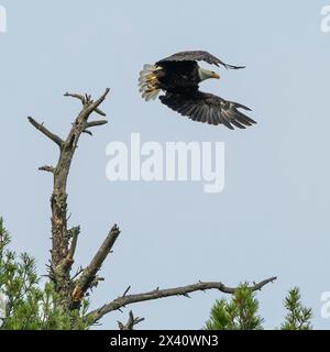 Bald eagle (Haliaeetus leucocephalus) taking flight from a treetop in a blue sky Stock Photo