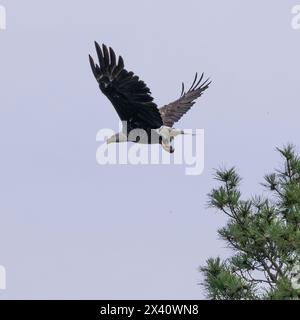 Bald eagle (Haliaeetus leucocephalus) taking flight from a treetop in a blue sky; Lake of the Woods, Ontario, Canada Stock Photo