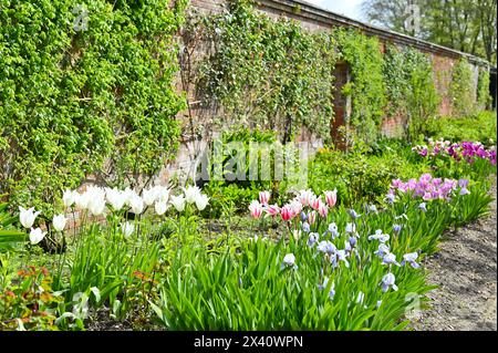 Beautiful display of mixed spring flowers including tulips and bearded iris in walled garden at Mottisfont Abbey Hampshire UK April Stock Photo