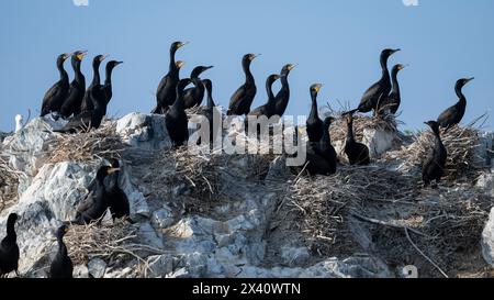 Flock of Double-crested cormorants (Nannopterum auritum) perched on a rocky ledge with their nests and looking out, against a bright blue sky Stock Photo