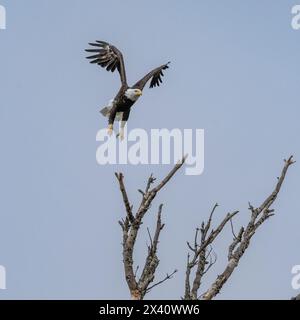 Bald eagle (Haliaeetus leucocephalus) approaching to land on a dead treetop in a blue sky; Lake of the Woods, Ontario, Canada Stock Photo