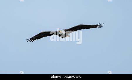 Bald eagle (Haliaeetus leucocephalus) with a wide wingspan while in flight in a blue sky; Lake of the Woods, Ontario, Canada Stock Photo