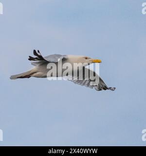Seagull flying in a blue sky with wing plumage moving in the wind; Lake of the Woods, Ontario, Canada Stock Photo