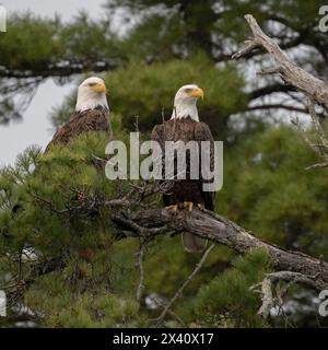 Two Bald eagles (Haliaeetus leucocephalus) perched side by side on an evergreen tree branch; Lake of the Woods, Ontario, Canada Stock Photo