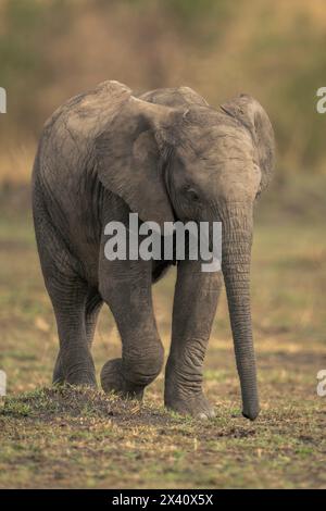 Baby African bush elephant (Loxodonta africana) walks across grassland in Serengeti National Park; Tanzania Stock Photo